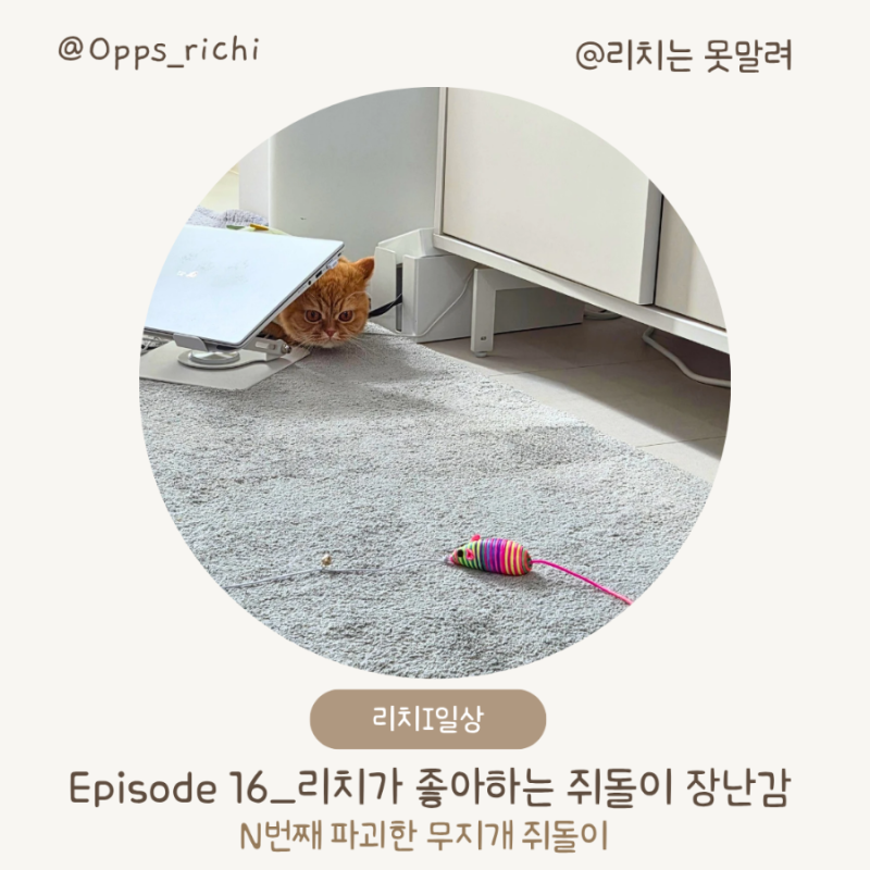 [ 리치 일상 EP.16 ] 리치가 좋아하는 쥐돌이 장난감