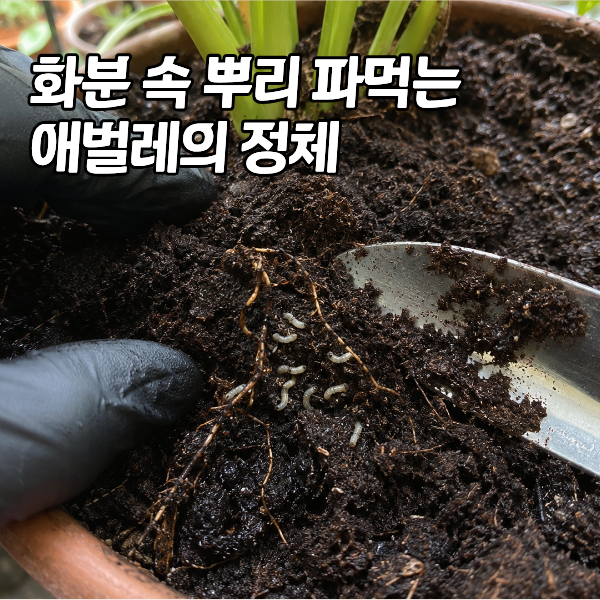 뿌리파리 없애기 골든타임 "날파리인 줄 알고 방치했다간 폭망합니다"