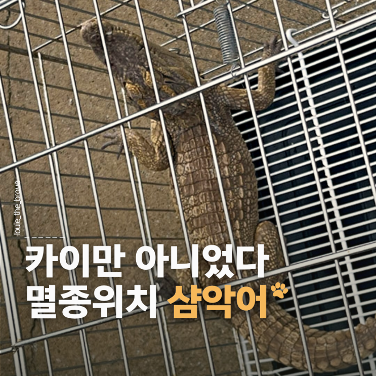 <b>여주</b> <b>악어</b> 정체는 <b>샴악어</b>, 소양천 발견 경위와 현재 상황