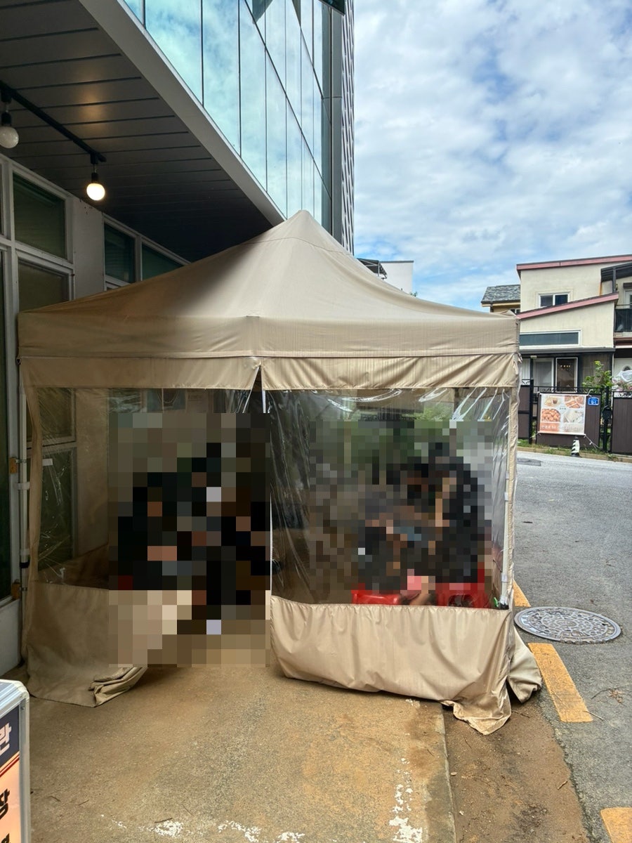 화목란 사진 3