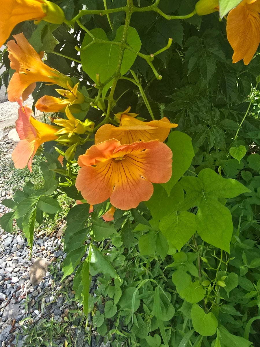 소담한정식 사진 3