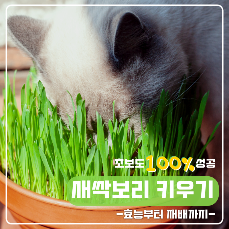 새싹보리 효능과 먹는 방법 총정리 : 보리새싹 키우는 법부터 새싹보리 추천까지