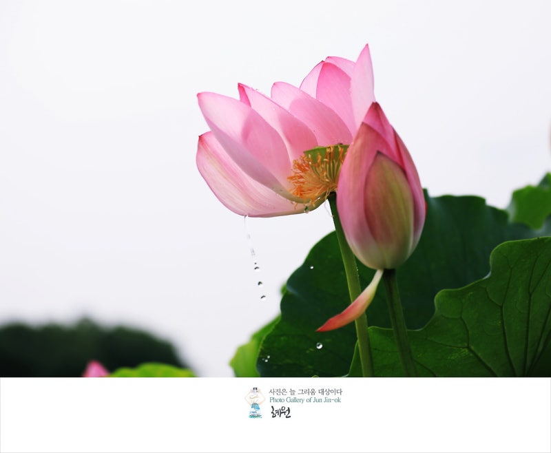 연꽃시 모음