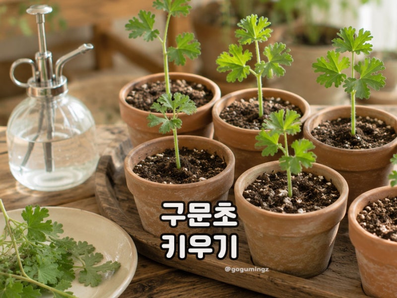 구문초 키우기 꽃 피는 시기와 삽목, 모기가 싫어하는 식물