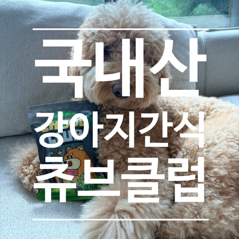 입짧은 강아지 간식추천 츄브클럽 국내산 강아지간식 두칠이가 직접 먹어봤어요!