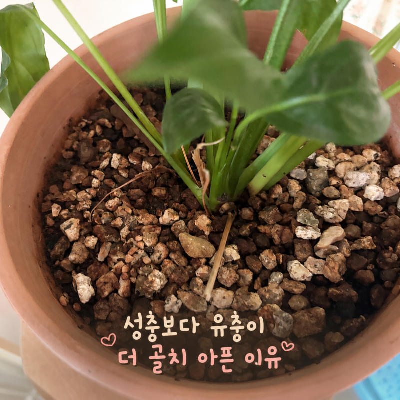 뿌리파리 없애기 성충보다 유충이 더 골치 아픈 이유
