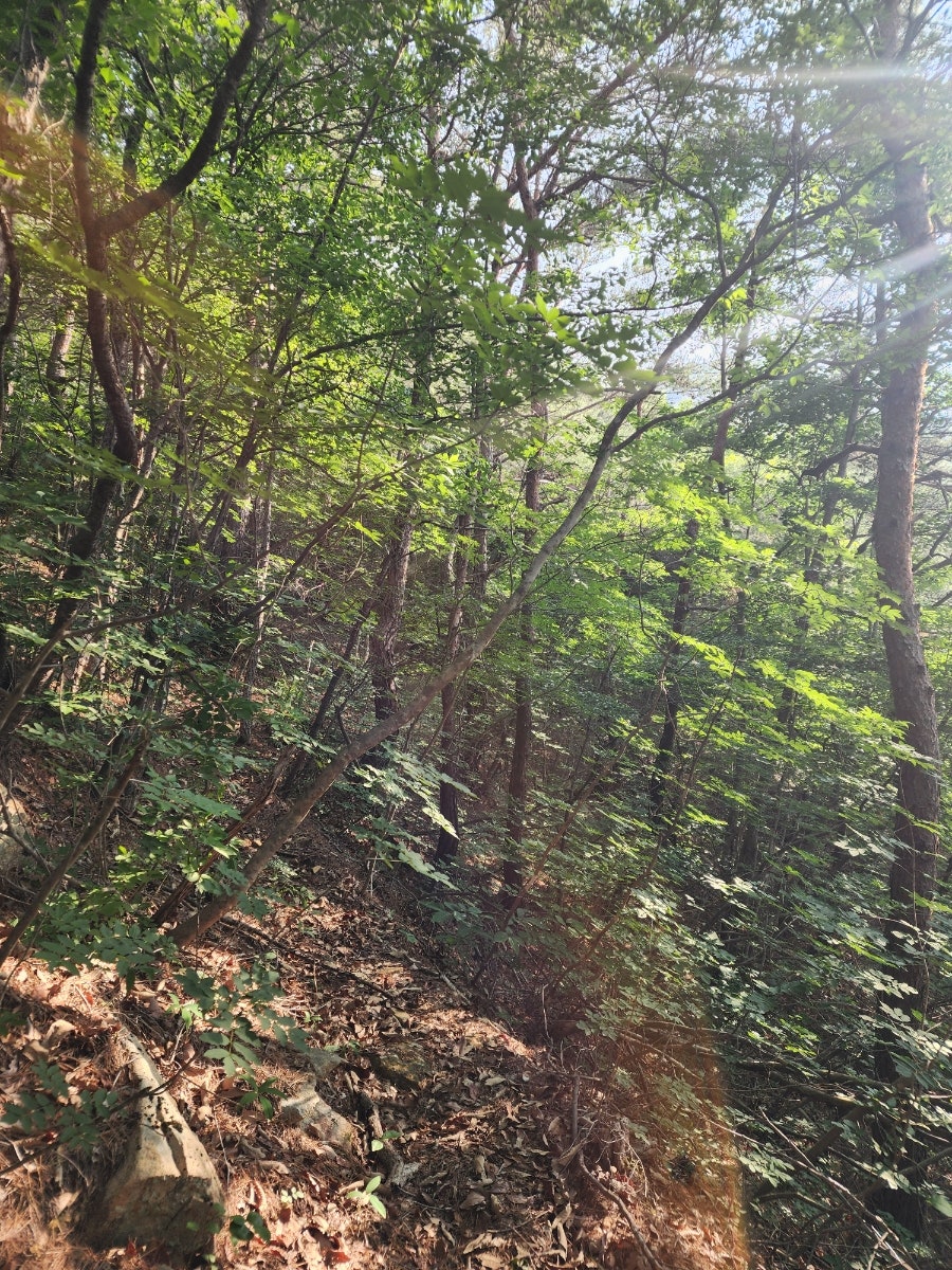 능이칼국수 사진 3