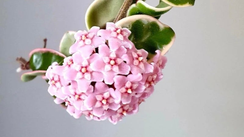 호야(Hoya), 별모양 꽃에서 풍기는 은은한 향