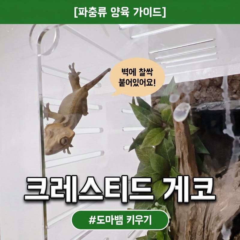애완 도마뱀 종류 크레스티드 게코 도마뱀 키우기 크레 특징