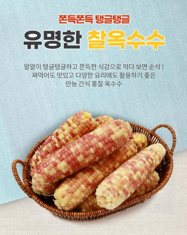 일반 옥수수와 홍찰옥수수 차이, 단맛보다 식감이 중요한 이유
