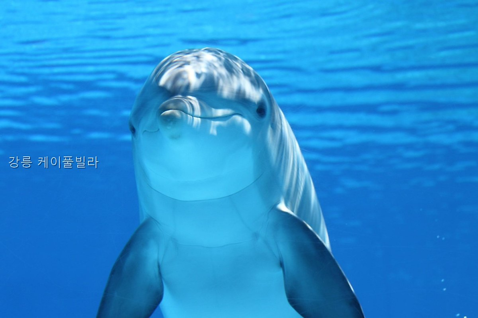 케이풀빌라 사진 3