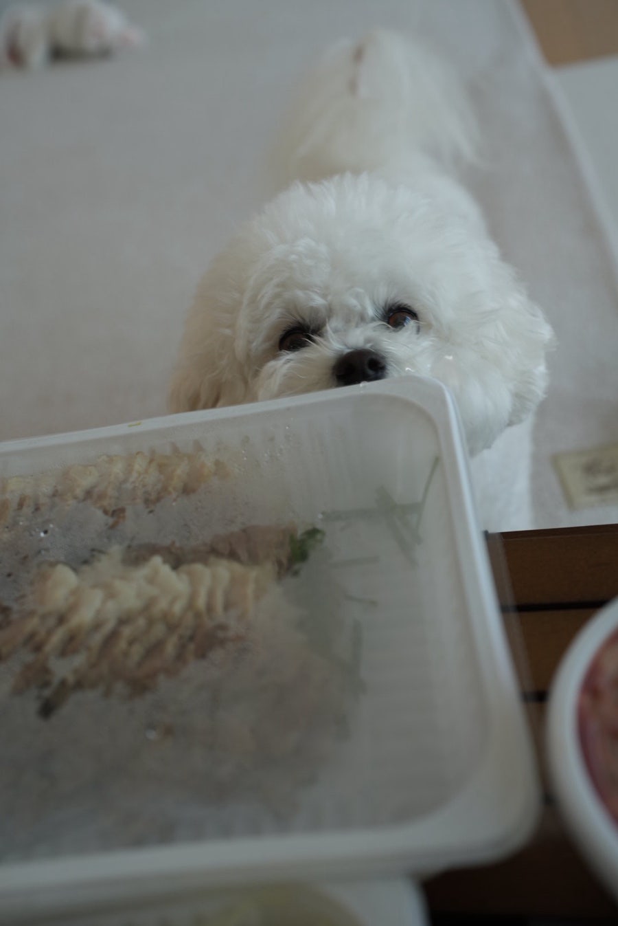 앞발뒷발 양덕본점 사진 5