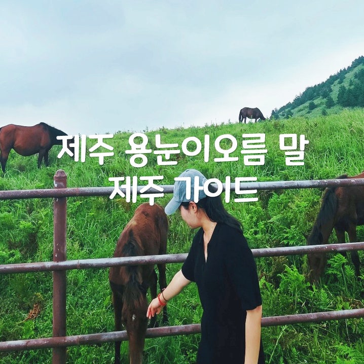 제주 용눈이오름 말 구경과 제주레일바이크 함께 즐기는 코스