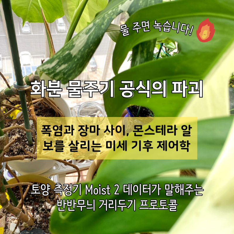 화분 물주기 공식의 파괴: 폭염과 장마 사이, 몬스테라 알보를 살리는 '삼투압 심지화병 거리....