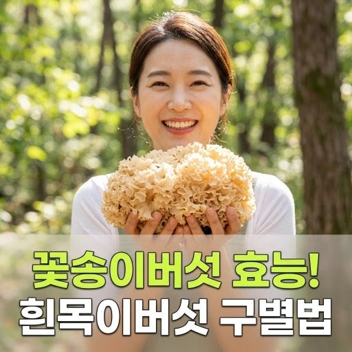 꽃송이버섯 효능 극대화하는 발효꽃송이버섯 먹는법, 흰목이버섯 구별법과 부작용 완벽 정....