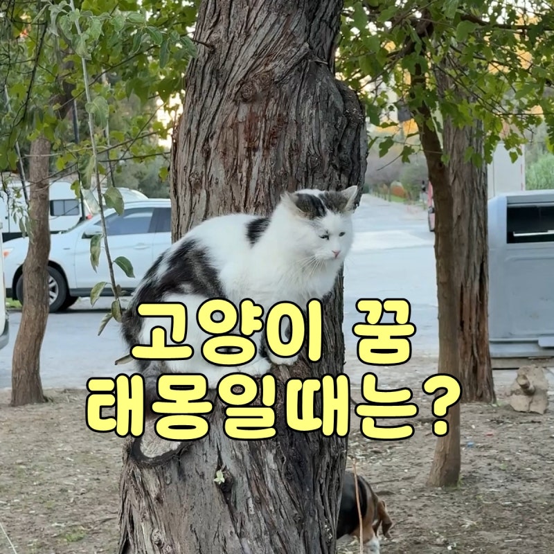 고양이가 나오는 꿈, 태몽일 가능성이 있나요?
