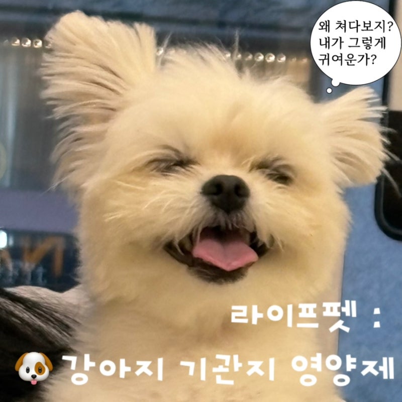 강아지기관지영양제 추천｜강아지켁켁거림, 강아지거위소리 걱정된다면