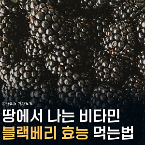 항산화 폭탄, 블랙베리 효능 부작용 칼로리 영양성분 먹는법 보관법 복분자 차이