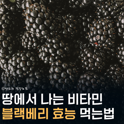 항산화 폭탄, 블랙베리 효능 부작용 칼로리 영양성분 먹는법 보관법 복분자 차이