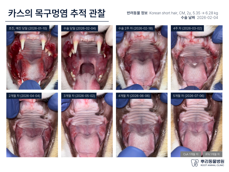 [고양이 치과 전문] 고양이 구내염 전발치 수술 후에도 염증이 남아있는데 평생 약을 먹어야 ....