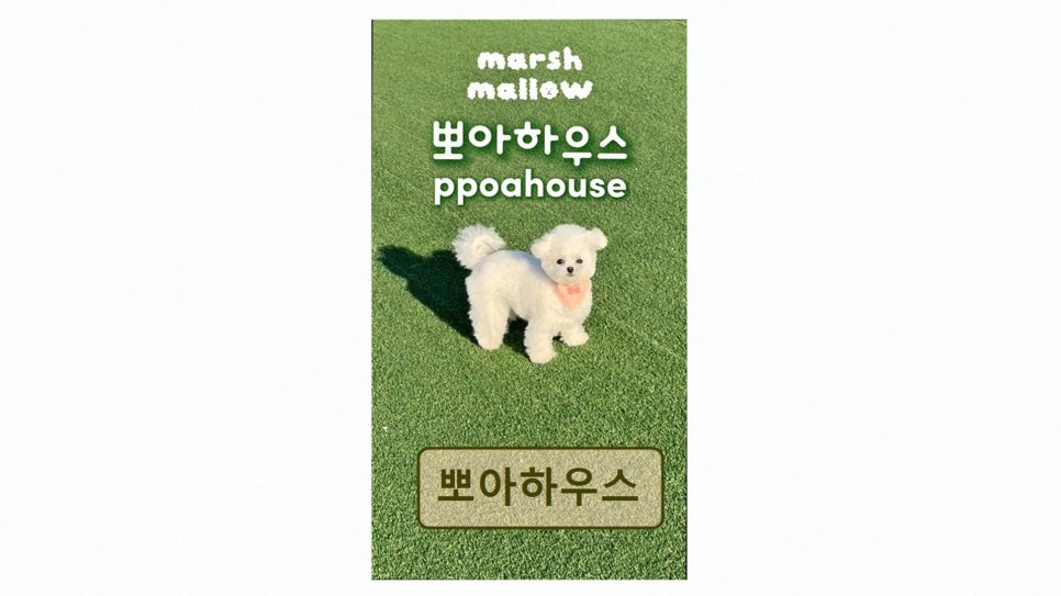 뽀아하우스 사진 3