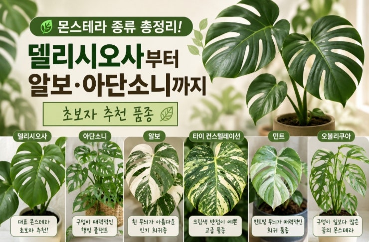 몬스테라 종류 총정리! 델리시오사부터 알보·아단소니까지 초보자 추천 품종