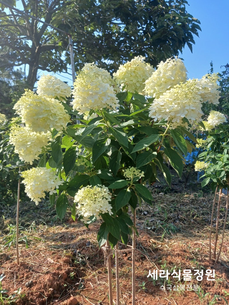 수국 삽목 / 목수국 키우기 / 목수국 활짝 핀 군산 화훼농장