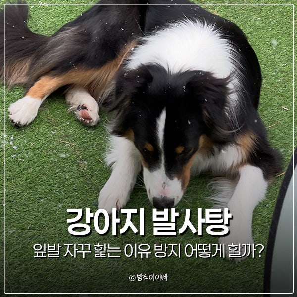 강아지 발사탕 앞발 자꾸 핥는 이유 방지 어떻게 할까?