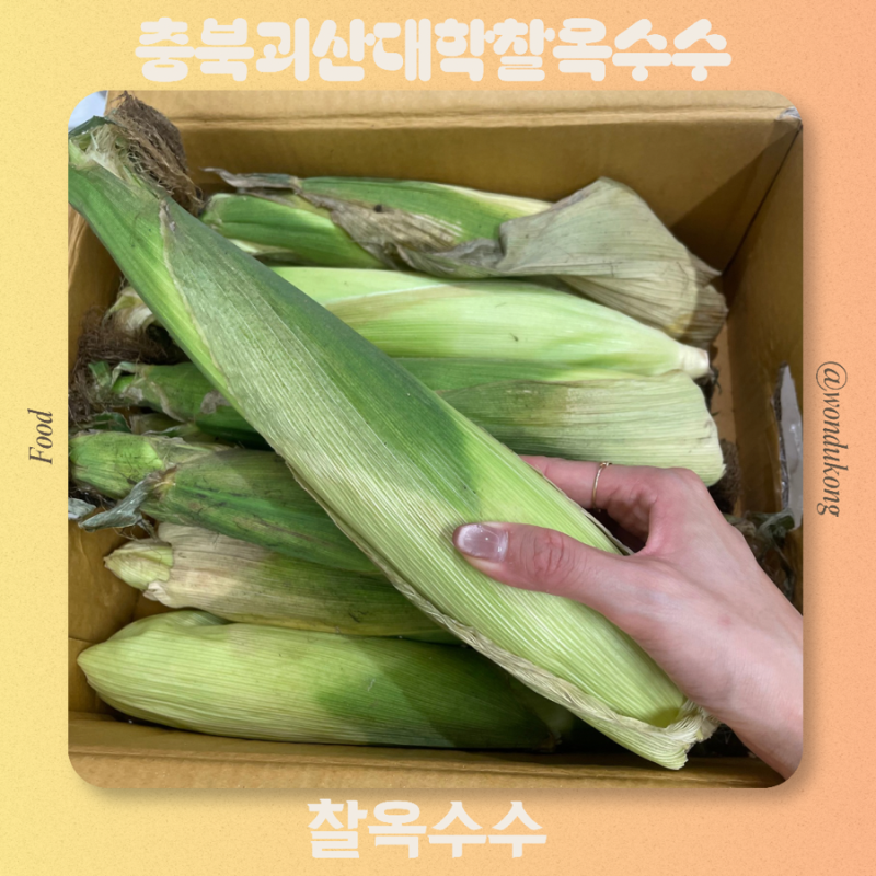 충북 괴산 대학 찰옥수수 추천 옥수수 배송후기 맛있게 삶는 법