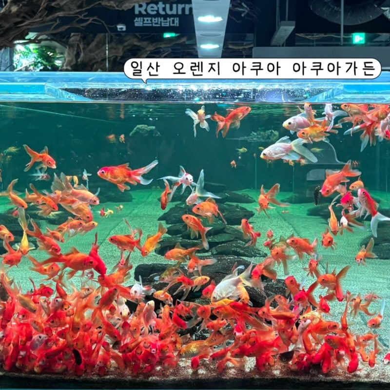 일산 (구)아쿠아가든, (현)오렌지 아쿠아 후기 | 일산 아쿠아리움 카페