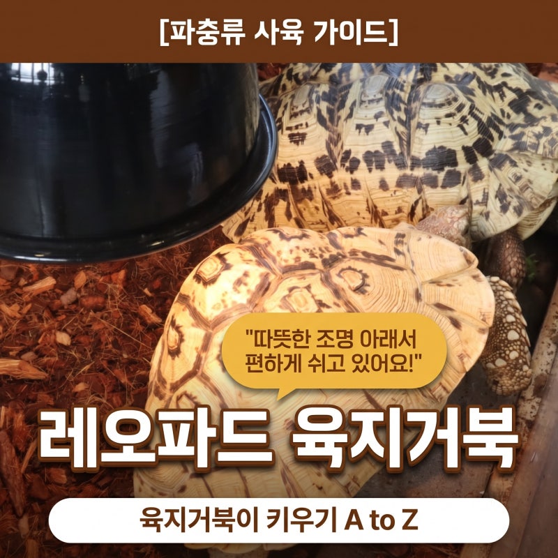 육지거북이 키우기 거북이 종류 레오파드 육지거북 A to Z