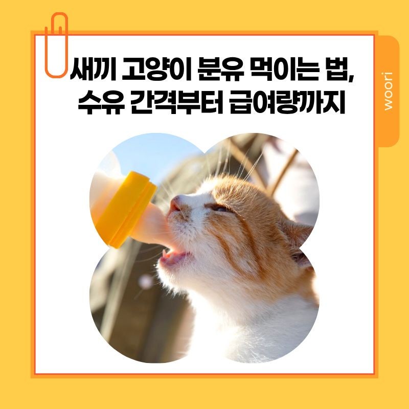 새끼 고양이 분유 먹이는 법, 수유 간격부터 급여량까지