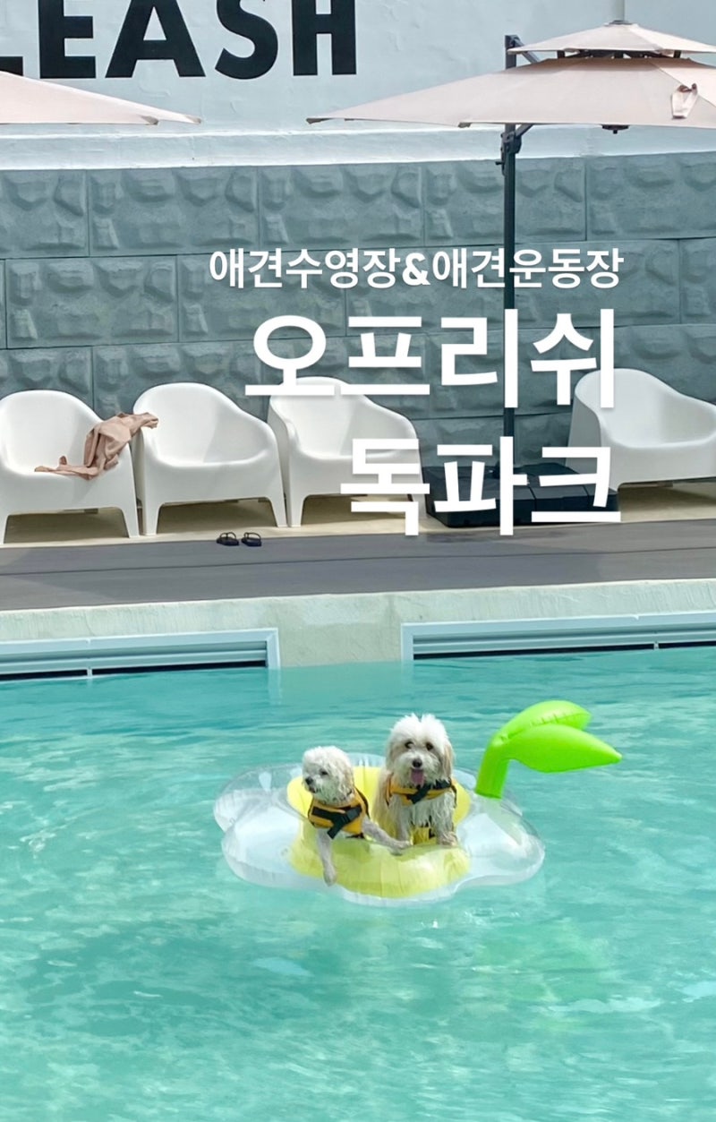 경기도/파주 애견수영장과 천연잔디 운동장이 있는 신상 대형 애견카페 “오프리쉬 독파크....
