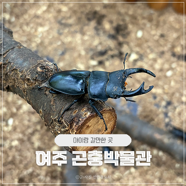여주곤충박물관 사진 1