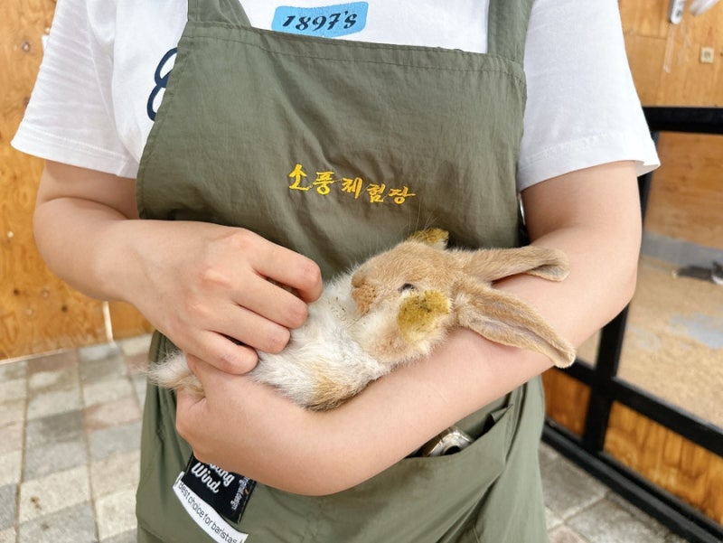 서울 근교 동물농장, 양평 소풍 동물체험농장 주말 방문 후기