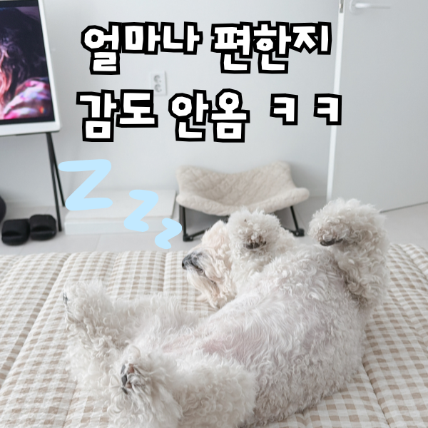 강아지 평균 수면시간, 잠자는자세로 살펴보는 심리