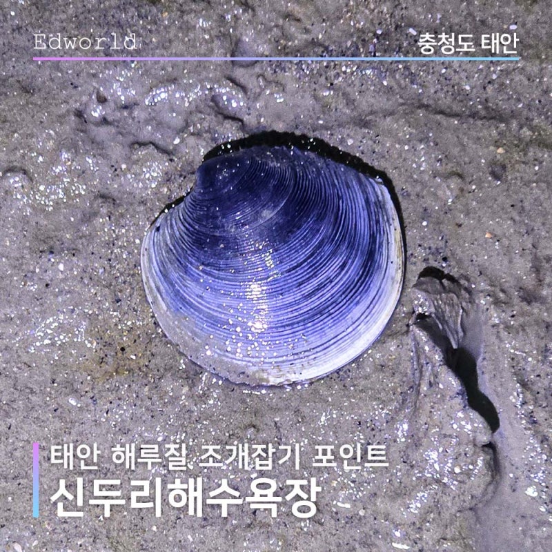 태안 해루질 신두리해수욕장 조개잡기 포인트 흑모시조개(가무락조개)