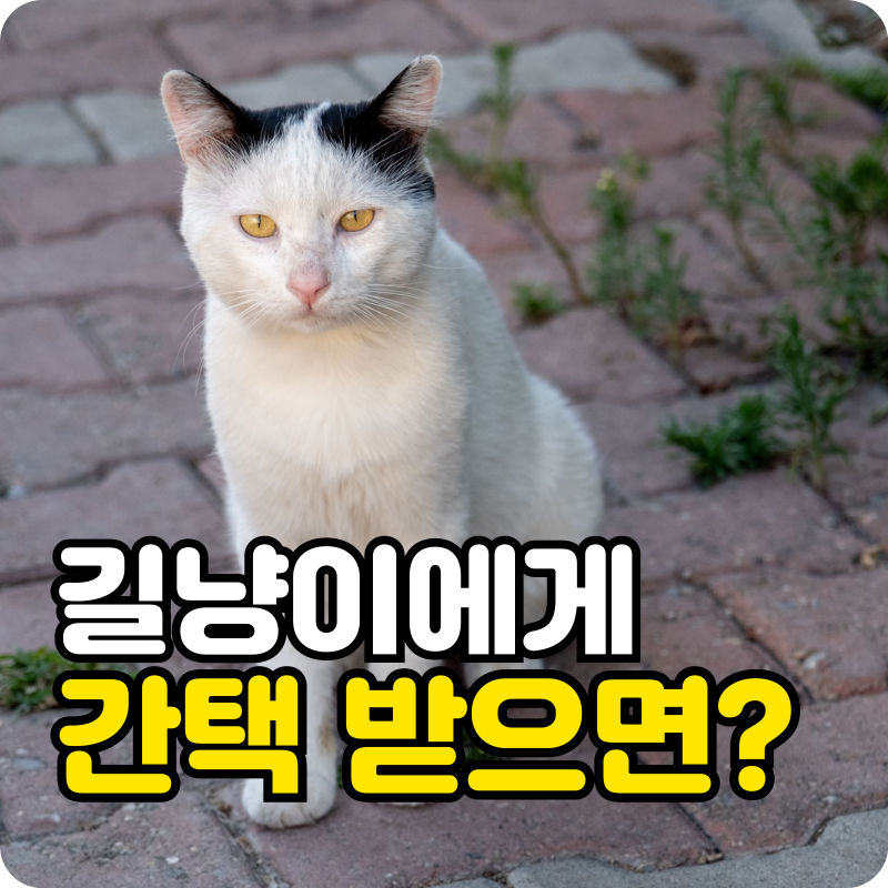 나만 따라오는데? 길냥이에게 간택 받았을 때 대처법 3가지