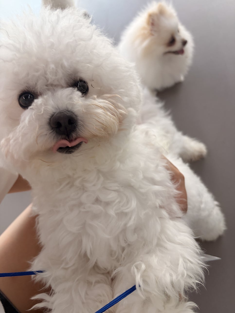 약지상주견애견카페 사진 5