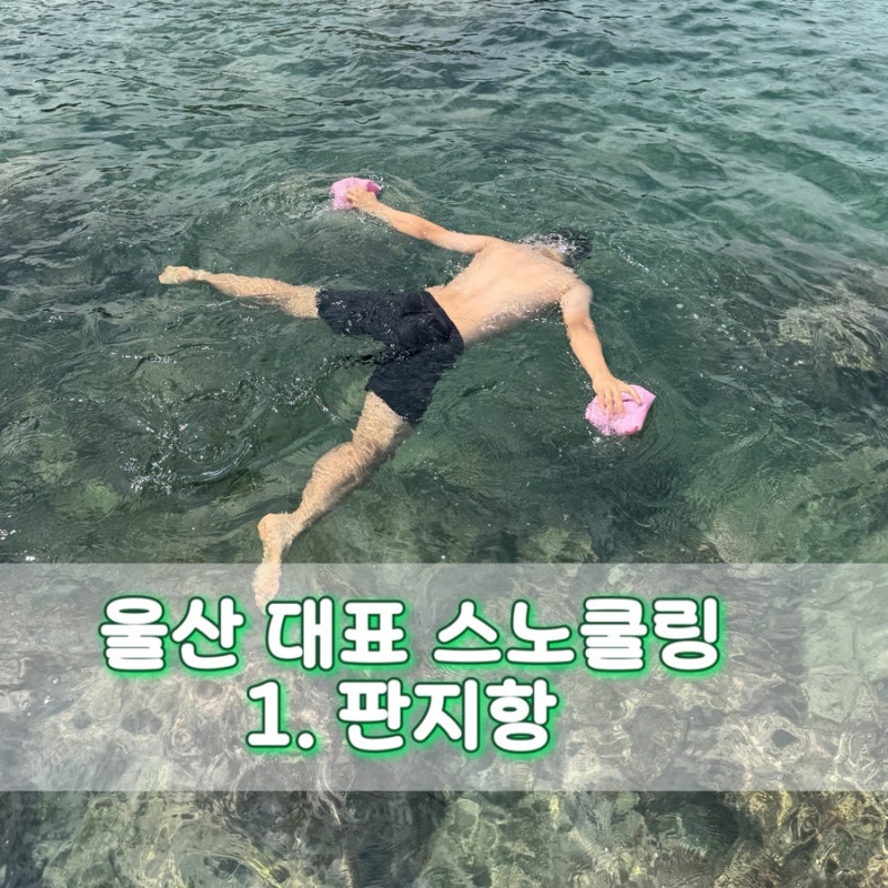 울산 판지항 스노쿨링 총정리 |주차,포인트,준비물,물고기,후기
