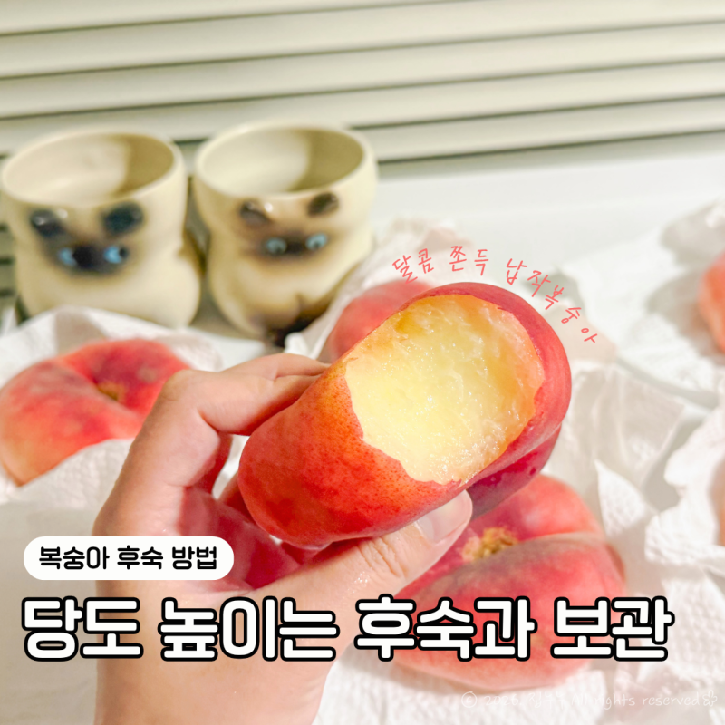 복숭아 후숙 방법, 납작복숭아 가장 맛있게 먹는 법
