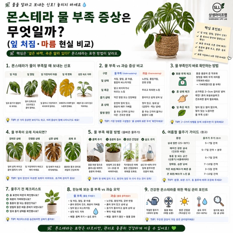 몬스테라 물 부족 증상은 무엇일까? (잎 처짐·마름 현실 비교)