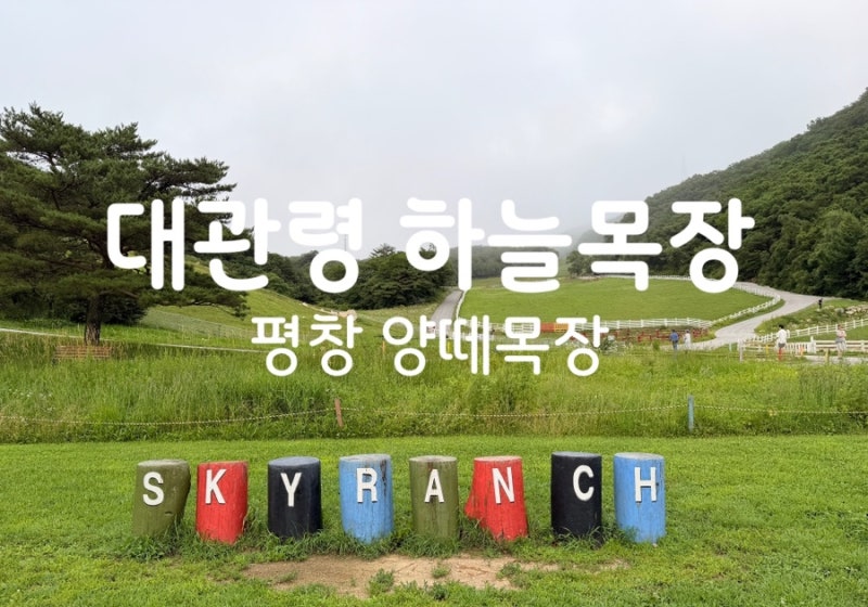 대관령 하늘목장 평창 양떼목장 트랙터마차 먹이주기체험 흐린날방문후기