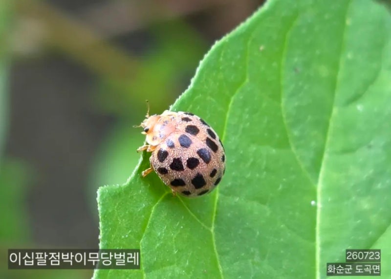이십팔점박이무당벌레 (무당벌레과)