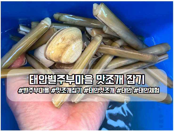 태안갯벌체험 태안별주부마을 아이 둘과 맛조개 잡고 온 솔직 후기
