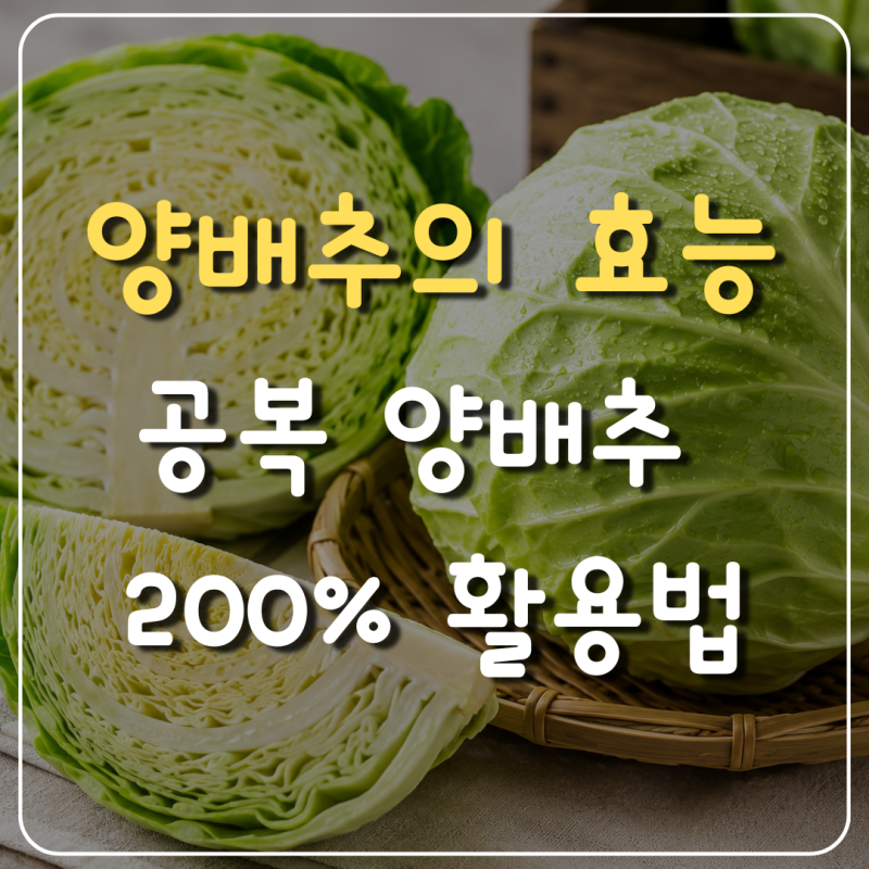 아침 공복 양배추 효능 효과적으로 먹는 방법
