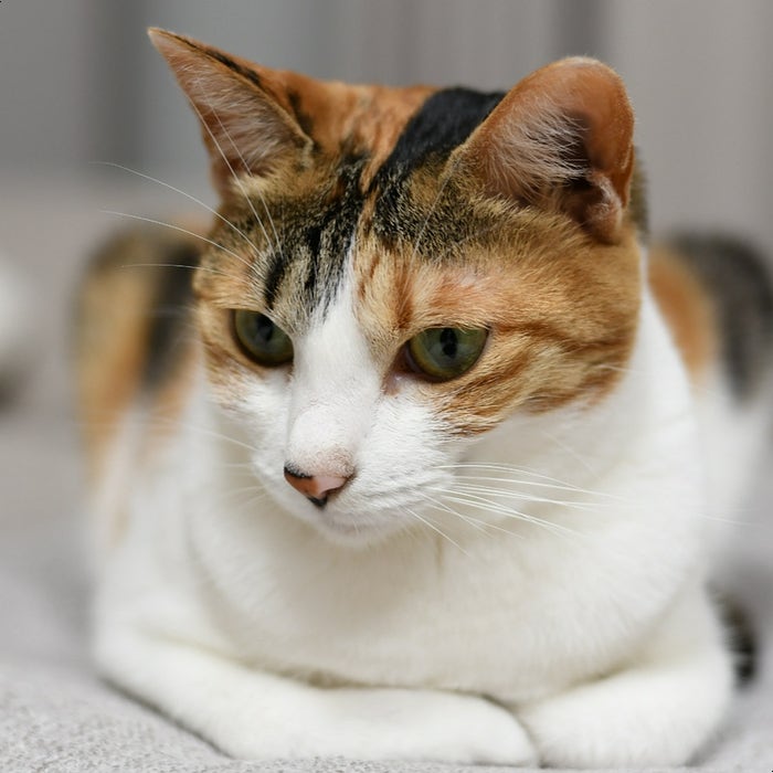 고양이 꼬리 언어 해석 소통 노하우