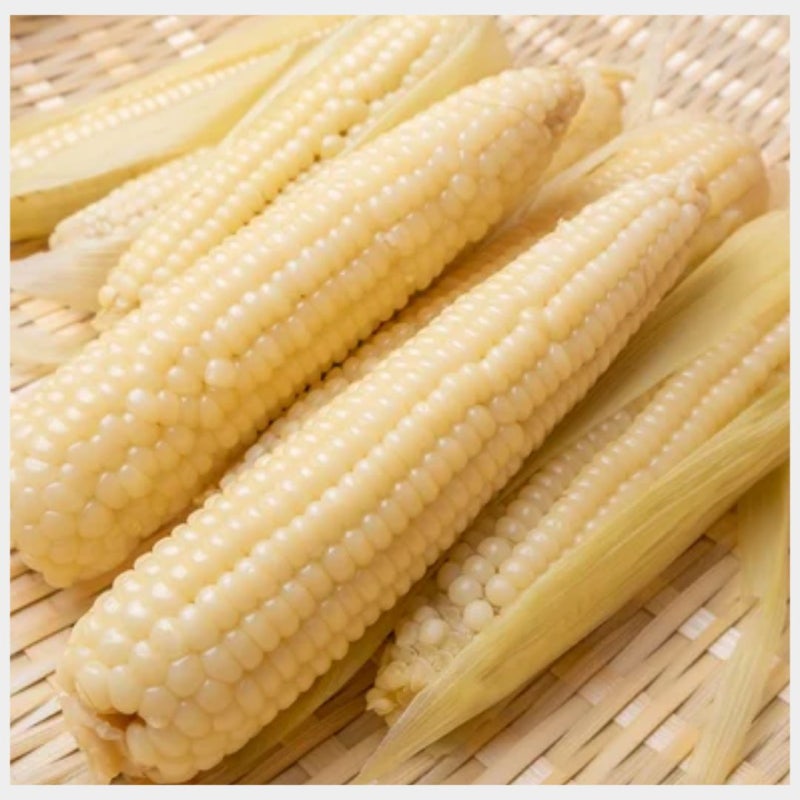 당뇨 옥수수 먹어도 될까? 초당 찰옥수수 GI지수 비교 및 혈당 스파이크 방지법