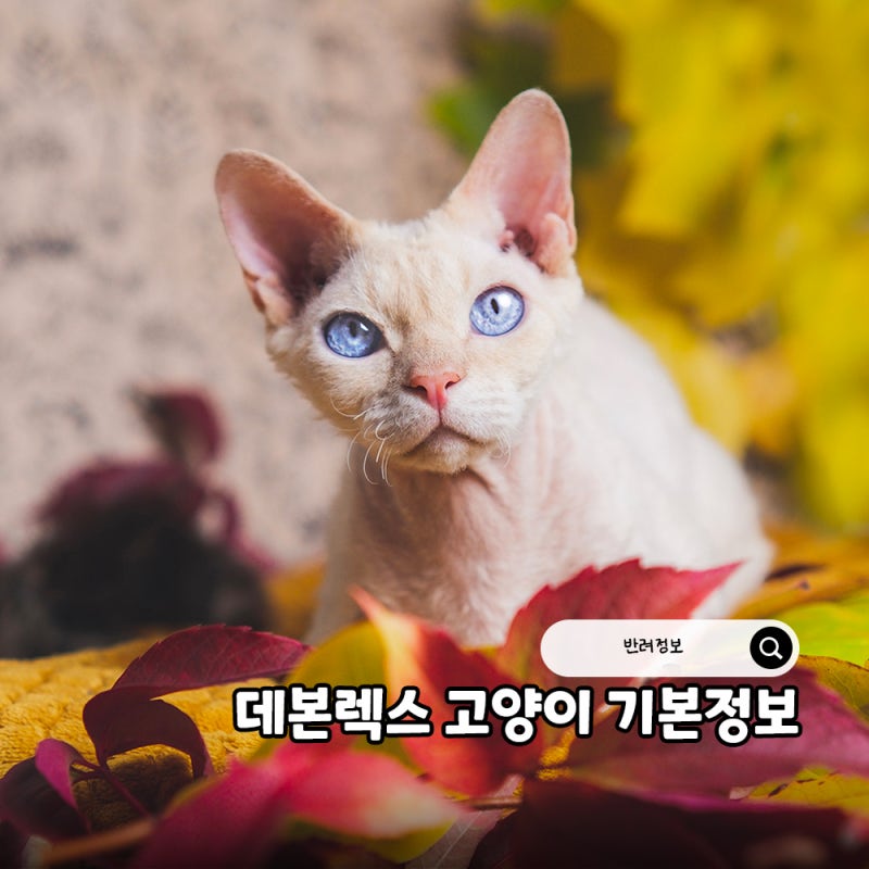 데본렉스 고양이 분양 전 알아보는 분양가 성격 털 빠짐 수명 기본정보