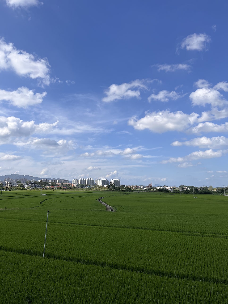 태극당 사진 5